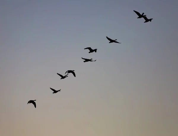 Uno Stormo Uccelli Che Volano Nel Cielo Grigio — Foto Stock