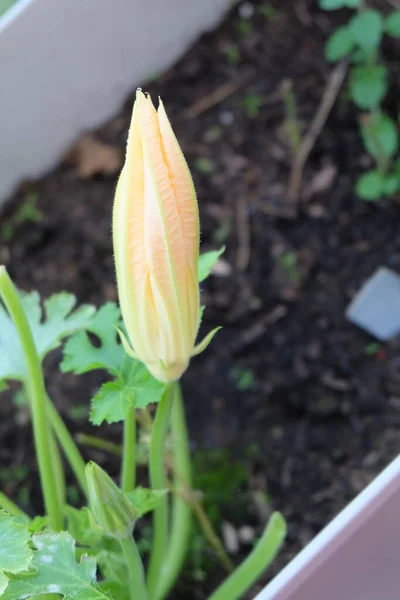 Colpo Verticale Fiore Sterile Zucchine Giardino — Foto Stock