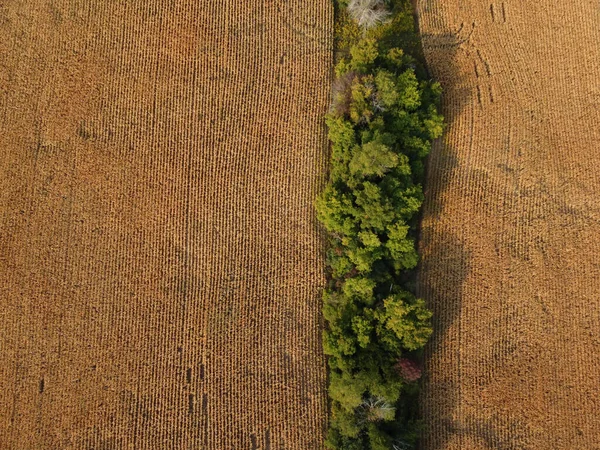 Повітряний Постріл Дерев Біля Сухого Відкритого Поля — стокове фото
