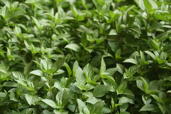 Penutup Tanaman Mint Berdaun Hijau Bawah Sinar Matahari — Stok Foto