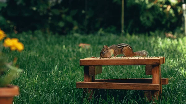 Primo Piano Uno Scoiattolo Carino Che Mangia Noci Piccolo Tavolo — Foto Stock