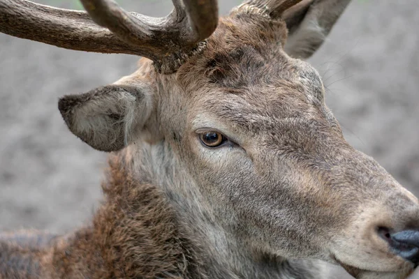 Closeup Shot Deer — Stock Photo, Image