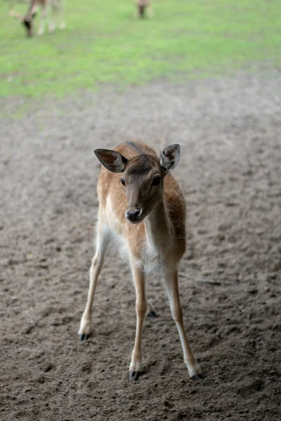 Gros Plan Cerf Virginie Sur Herbe Verte — Photo