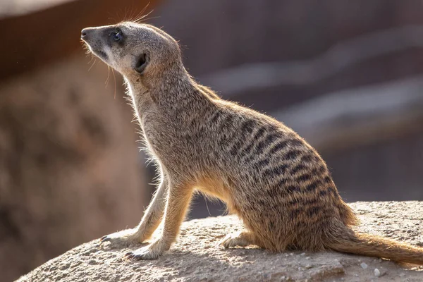 Una Vista Suricata Pie Sobre Piedra — Foto de Stock