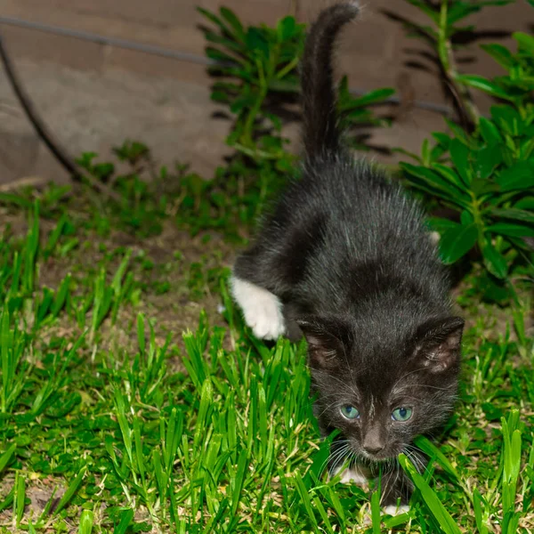 Eine Aufnahme Auf Augenhöhe Von Einem Schwarzen Niedlichen Kätzchen Das — Stockfoto