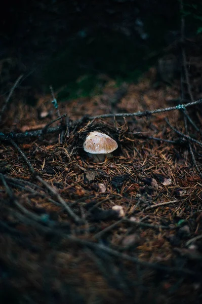 Vild Svamp Skog — Stockfoto