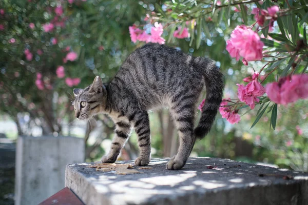 Roztomilá Šedá Kočka Kráčející Okraji Pod Růžovými Květy — Stock fotografie