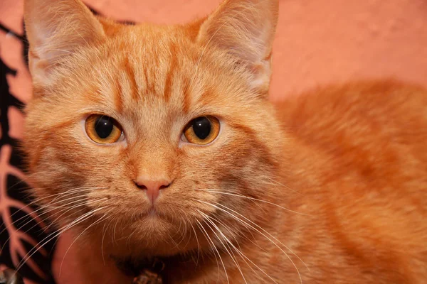 Een Close Shot Van Een Oranje Kat — Stockfoto