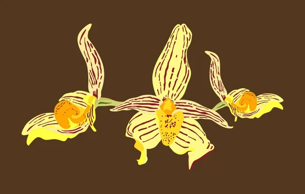 Иллюстрация Мультфильма Paphiopedilum Dollgoldi Orchid Plant — стоковое фото