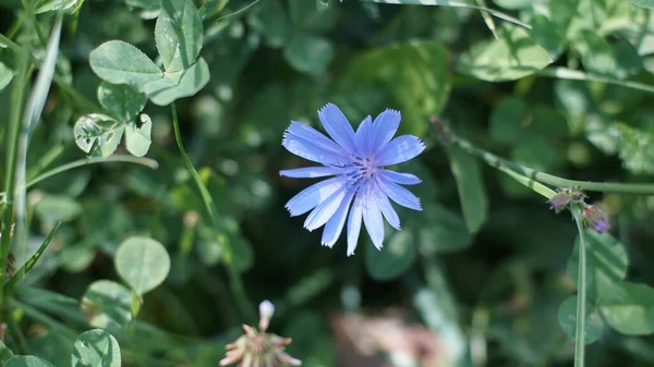 Uma Foto Macro Incrível Cichorium Perfeito Para Papel Parede — Fotografia de Stock