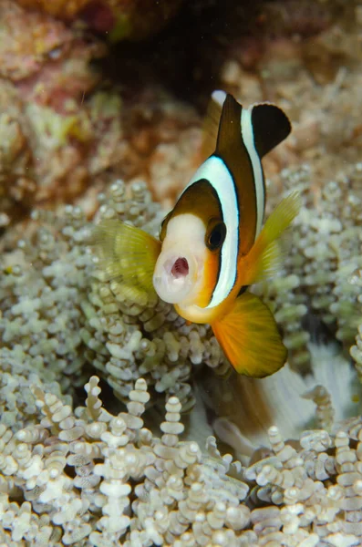 Primer Plano Vertical Peces Arrecife Coral — Foto de Stock