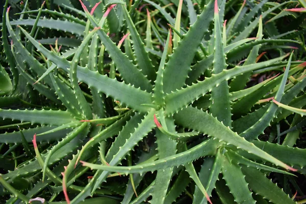 Eine Nahaufnahme Von Saftigen Aloe Aloe Vera Oder Echten Aloe — Stockfoto