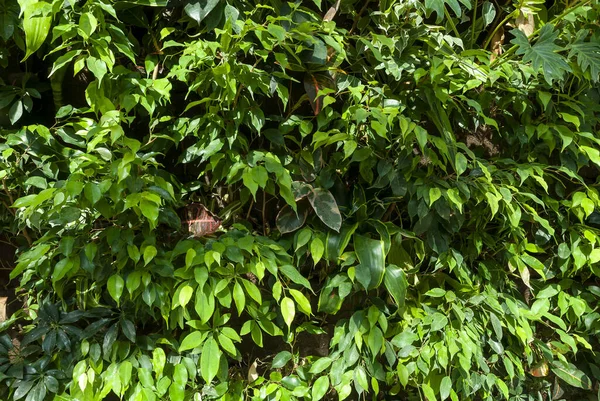 Closeup Bright Green Leaves Plant Park — Stock Photo, Image