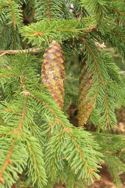 Coup Arbres Dans Une Forêt — Photo