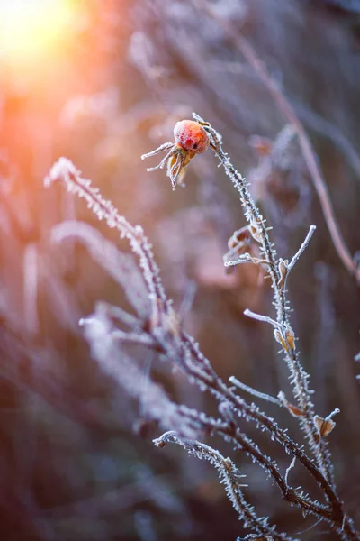 Een Close Shot Van Rozenbottel Takken Bedekt Met Vorst — Stockfoto