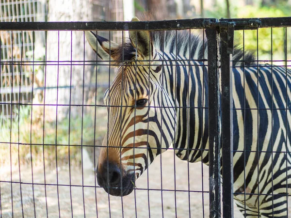 Älskvärd Zebra Som Tittar Bakom Ett Staket — Stockfoto