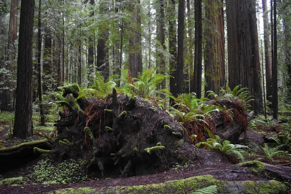 Árvores Altas Floresta Assustadora Assombrada Ótimo Para Papéis Parede — Fotografia de Stock