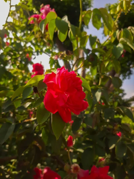 Ένα Κάθετο Κοντινό Πλάνο Ενός Κόκκινου Τριαντάφυλλου Στον Κήπο — Φωτογραφία Αρχείου