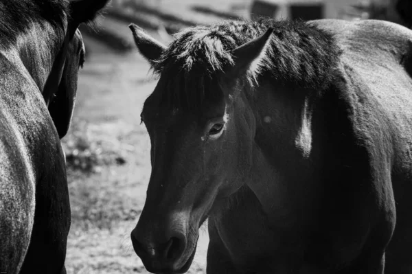 Gros Plan Beau Cheval Sous Lumière Soleil — Photo