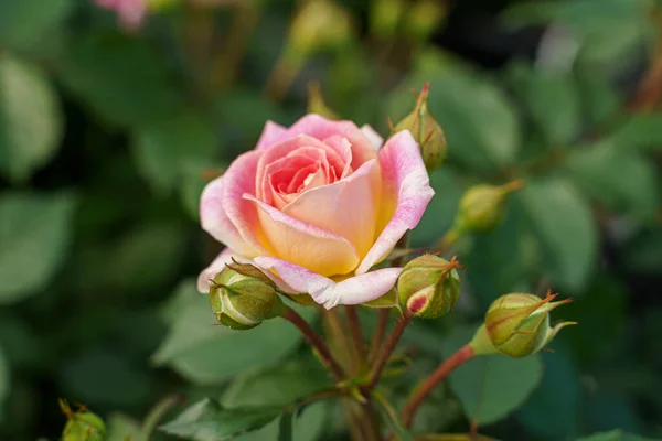 Closeup Shot Cute Rose Sunlight — Stock Photo, Image