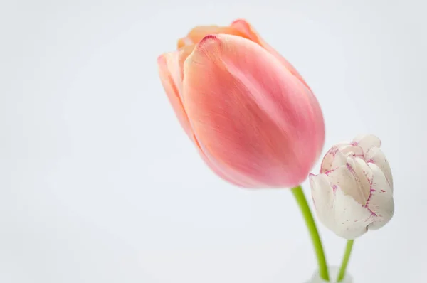 Избирательный Снимок Розового Тюльпана — стоковое фото