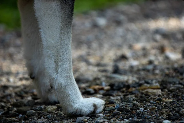 Крупный План Собачьих Ног Стоящих Земле Размытом Фоне — стоковое фото