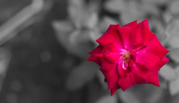 在灰色背景下隔离的一朵红玫瑰的特写照片 — 图库照片