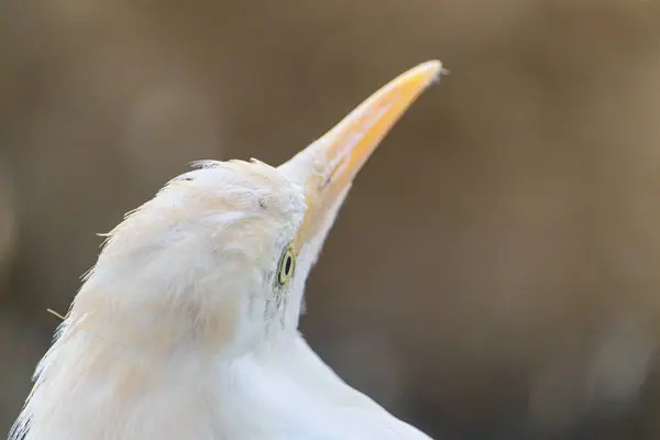 Closeup Shot Head Tropical White Egret Long Yellow Beak — Stock Photo, Image
