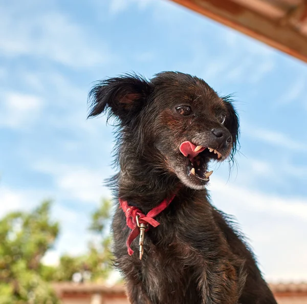 可愛いです茶色の子犬のクローズアップショットで口を開けて — ストック写真