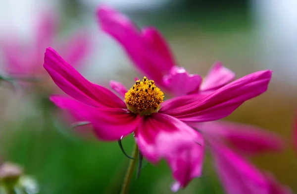 Eine Selektive Fokusaufnahme Einer Rosa Kosmischen Blume — Stockfoto