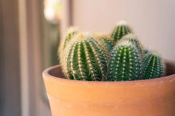 Primo Piano Piccolo Cactus Spinoso Vaso Fiori — Foto Stock