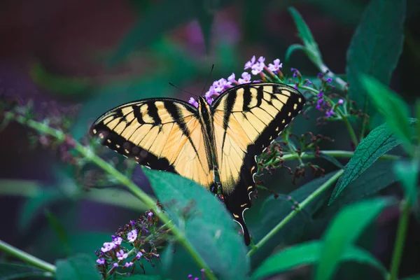Крупный План Бабочки Фиолетовых Цветах — стоковое фото