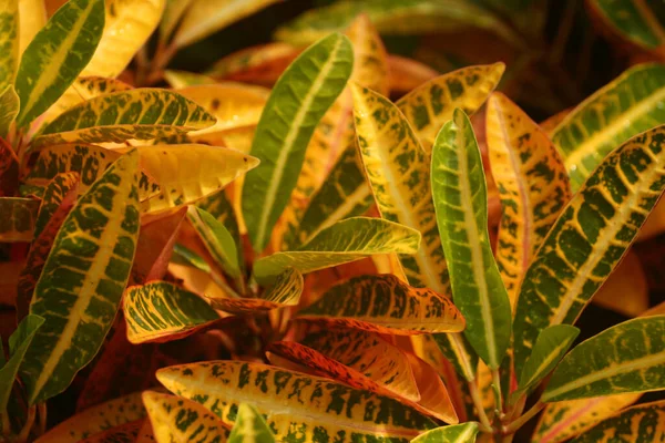 Gros Plan Une Plante Feuilles Colorées Sous Lumière Soleil — Photo