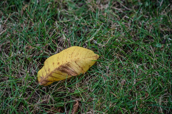 Una Hoja Seca Otoño Sobre Hierba Verde — Foto de Stock