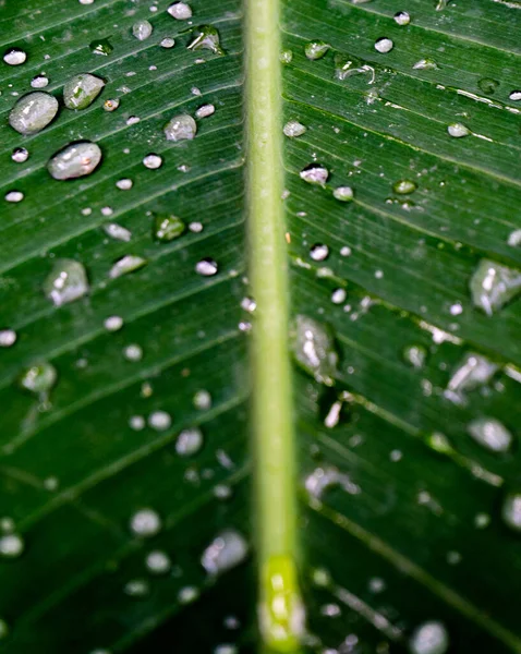 Шматок Роси Зеленому Листі — стокове фото