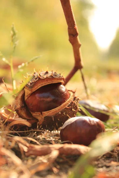 Een Verticaal Schot Kastanjes Grond — Stockfoto