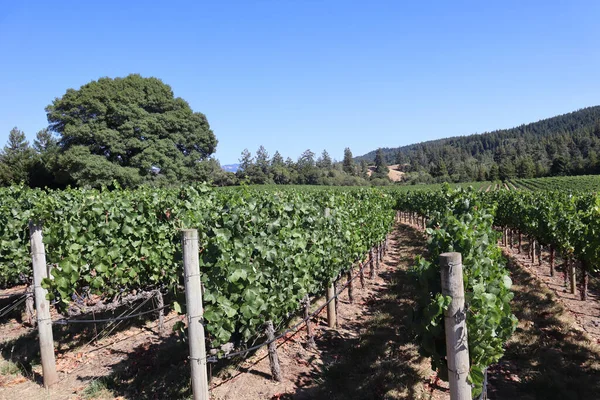 Een Prachtig Wijngaardlandschap Een Zonnige Dag — Stockfoto