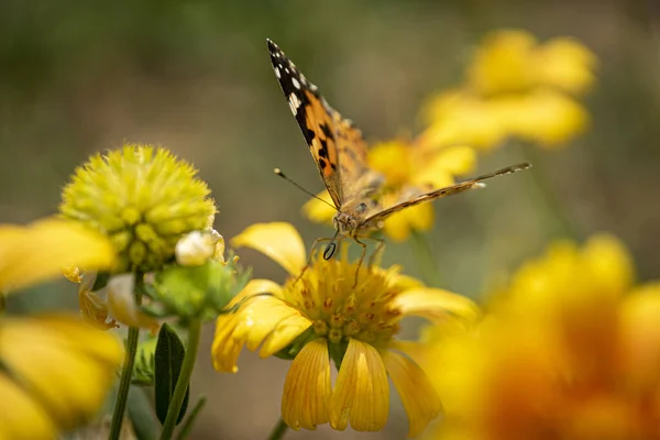 美しい黄色の花に蝶のクローズアップショット — ストック写真