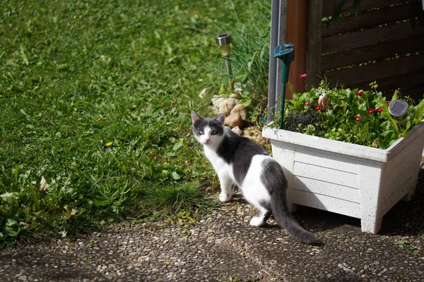 Nahaufnahme Einer Schwarz Weißen Katze Sonnenlicht — Stockfoto