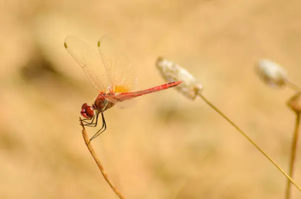 Nahaufnahme Einer Libelle Auf Dem Feld — Stockfoto