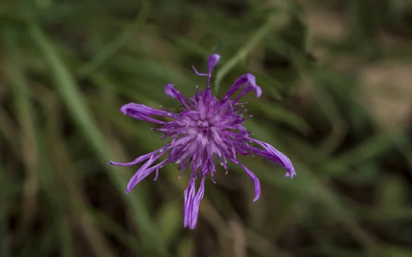 Tiro Seletivo Foco Uma Flor Roxa Exótica Floresta — Fotografia de Stock