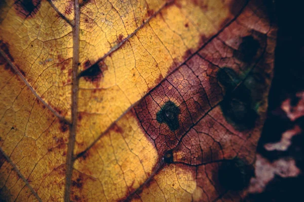 Een Close Shot Van Droog Herfst Blad — Stockfoto