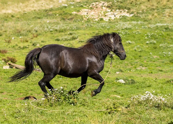 Belo Cavalo Preto Correndo Campo — Fotografia de Stock