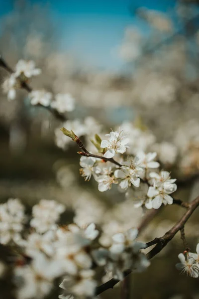 桜の枝の垂直ショット — ストック写真