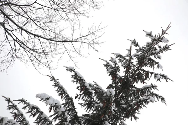 Eine Flache Aufnahme Einer Schneebedeckten Fichte — Stockfoto
