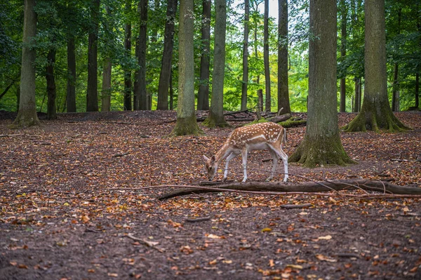 Imádnivaló Szarvas Pöttyökkel Parkban Lehullott Levelekkel Borítva — Stock Fotó