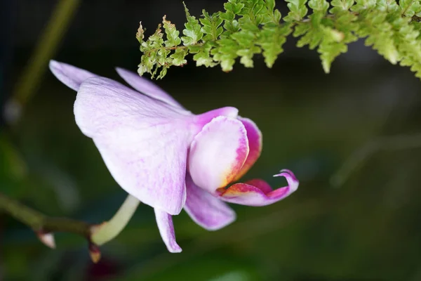 Närbild Söt Blomma Solljuset — Stockfoto