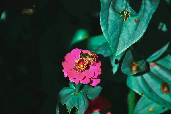 Tiro Foco Close Uma Abelha Polinizando Uma Flor — Fotografia de Stock