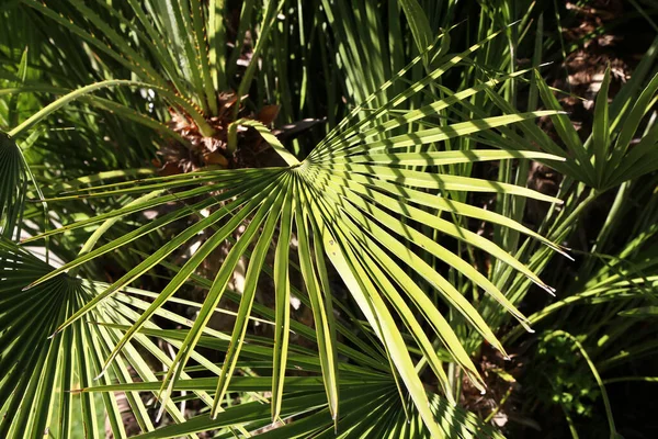 Primer Plano Hojas Verdes Palma Tropical Jardín —  Fotos de Stock