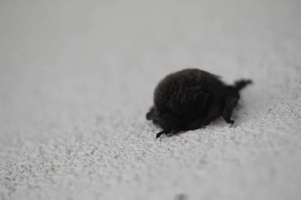 Een Close Shot Van Een Vleermuis Witte Muur — Stockfoto